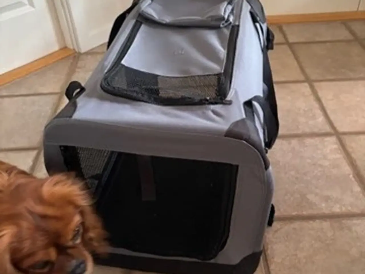 Billede 1 - Hunde Transporttaske