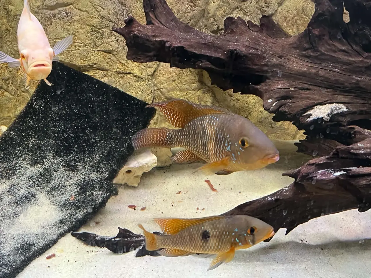 Billede 2 - **🐠 2 stk\. Perlemorscichlider – Geophagus sælges