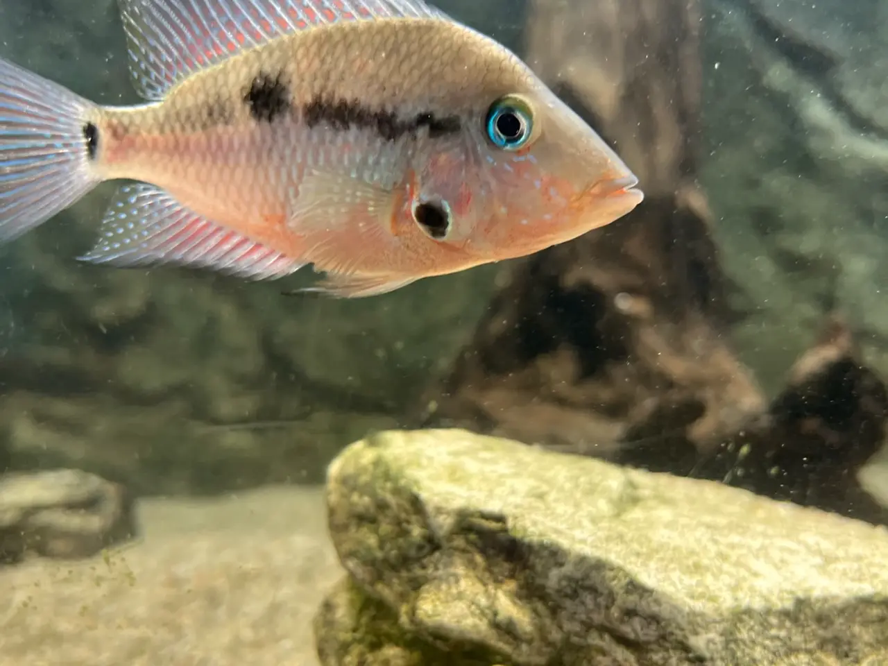Billede 2 - Rødstrubet Cichlide / Firemouth Cichlid.