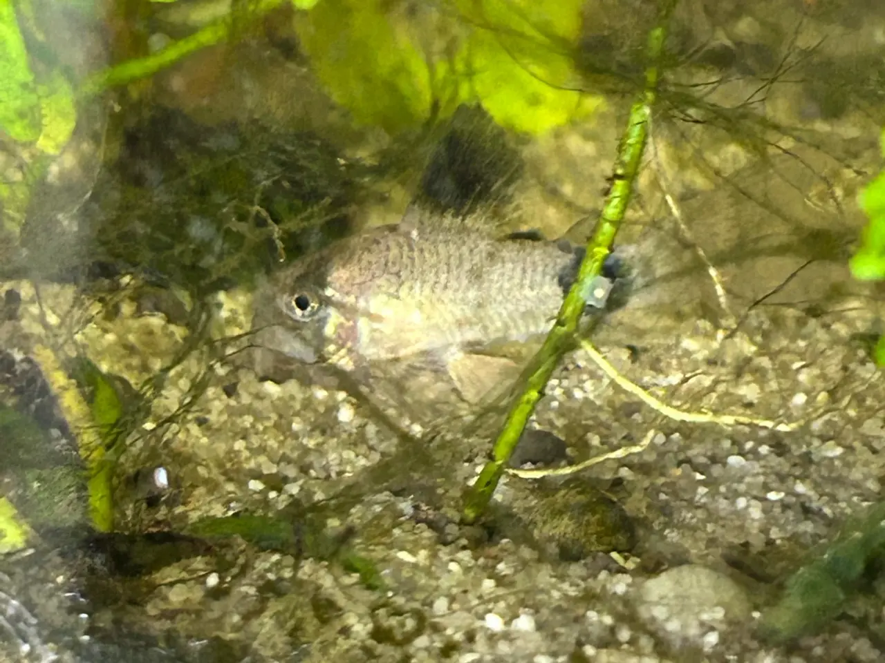 Billede 2 - 🐼🌟 Panda Longfin Pansermaller 3-4 cm | Premium |