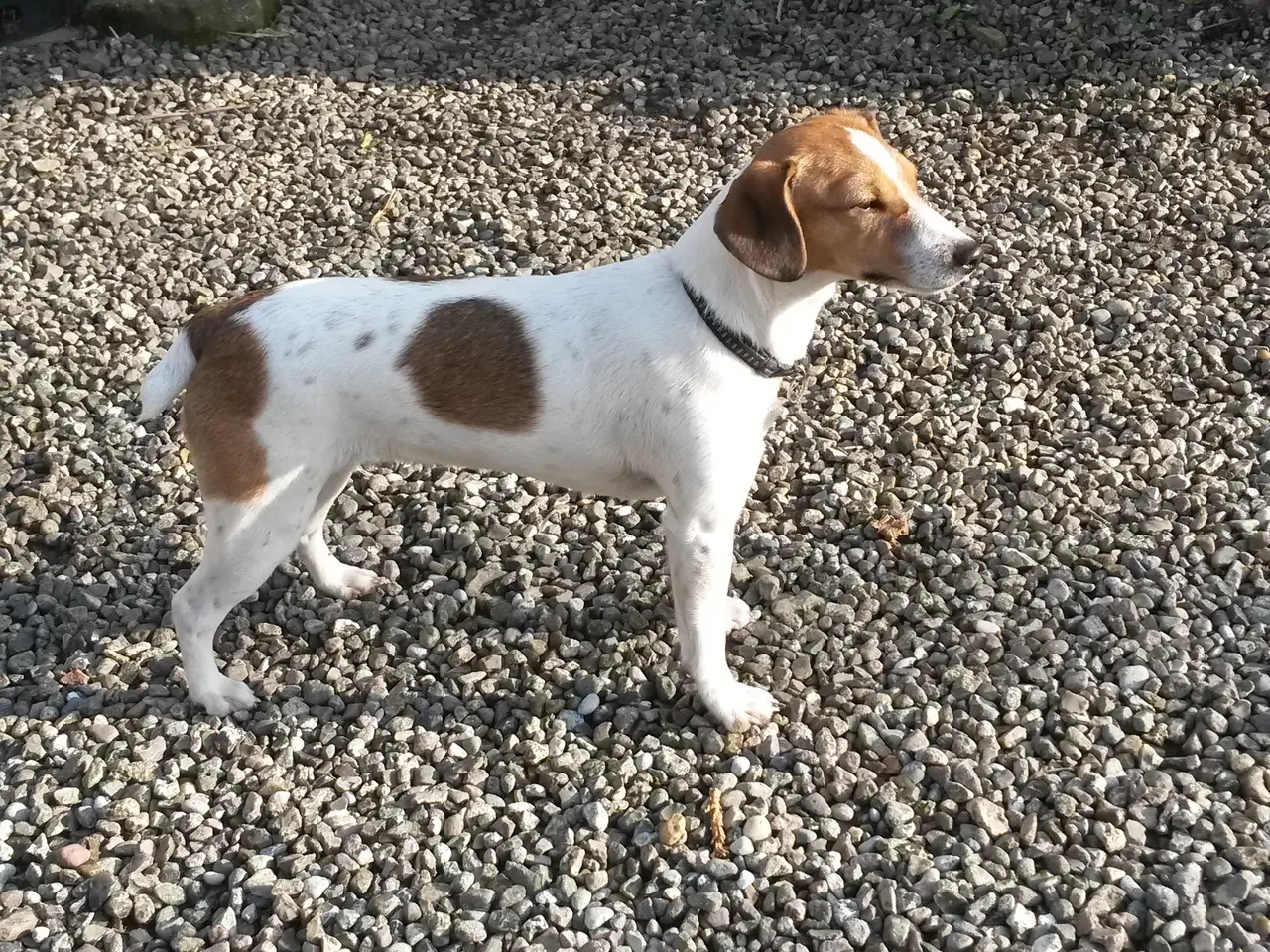Billede 4 - Dansk/Svensk gårdhund sælges