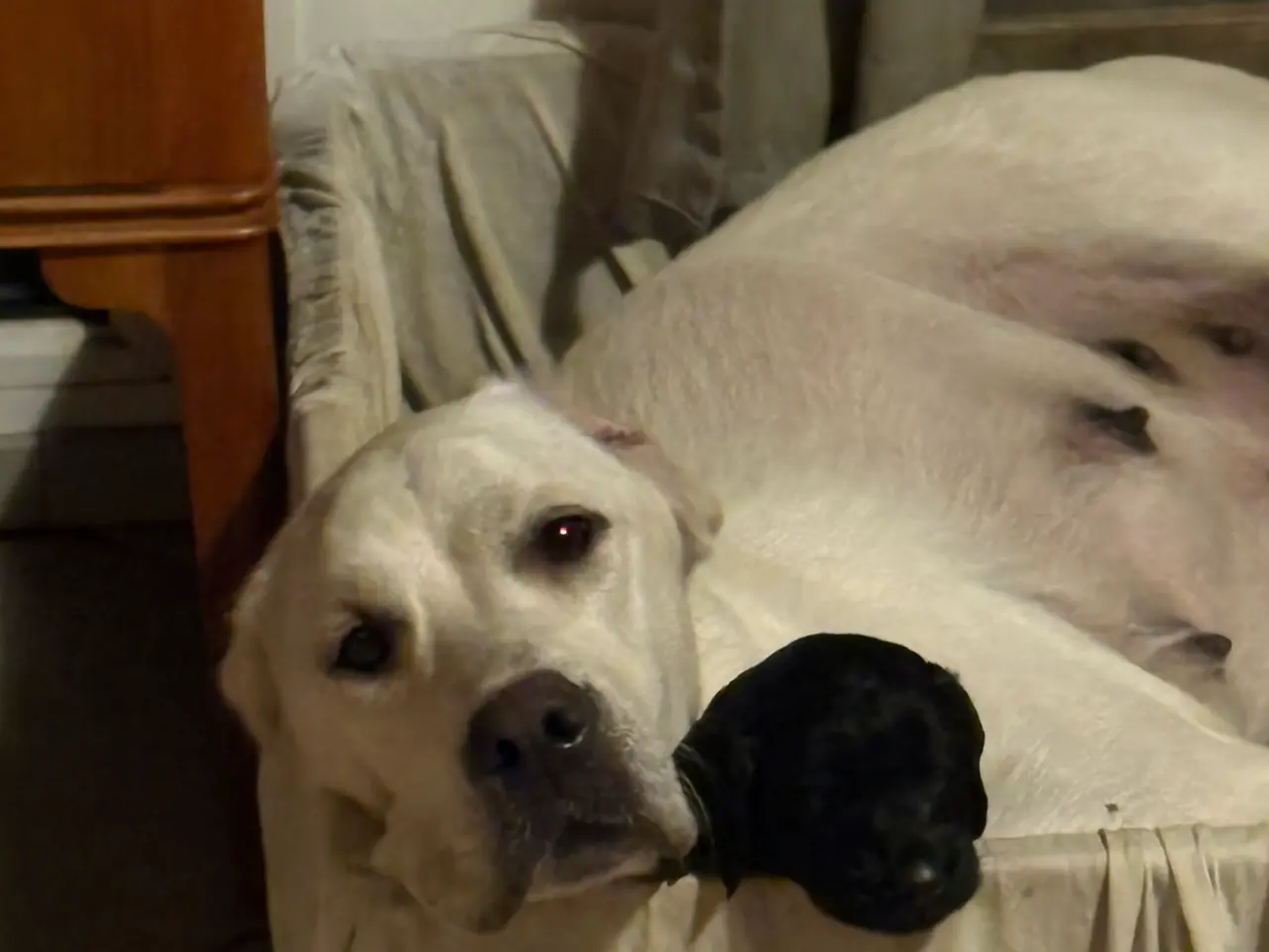 Billede 6 - Doodle Hvalpe stueopdræt - labrador og kongepuddel