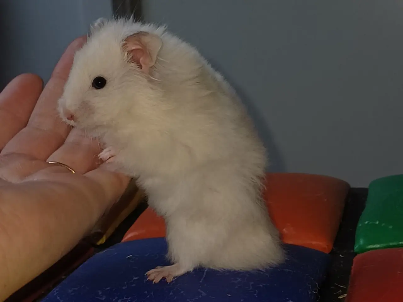 Billede 4 - Guldhamster unger (langhårede)