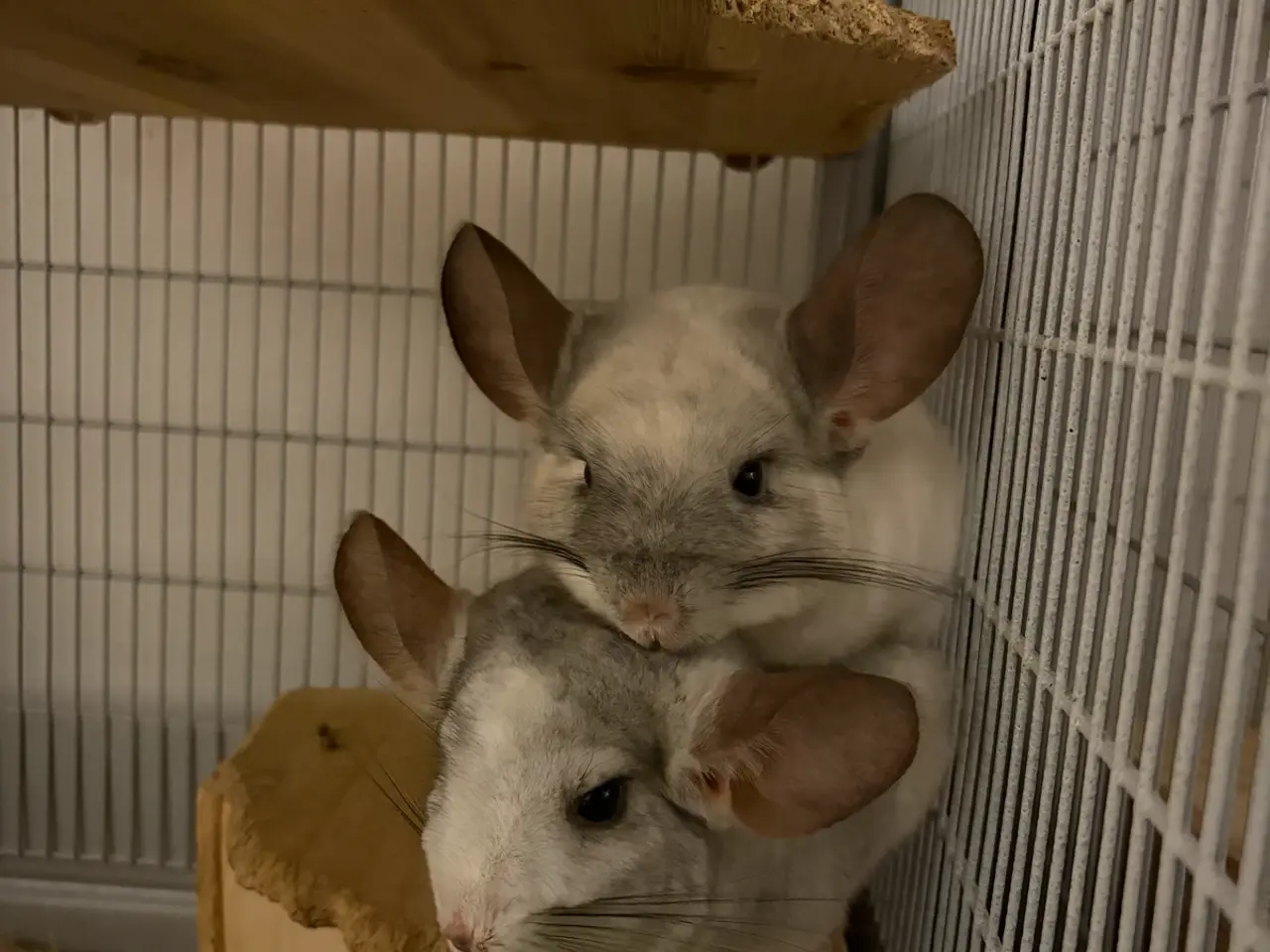 Billede 3 - Chinchilla 2 hanner