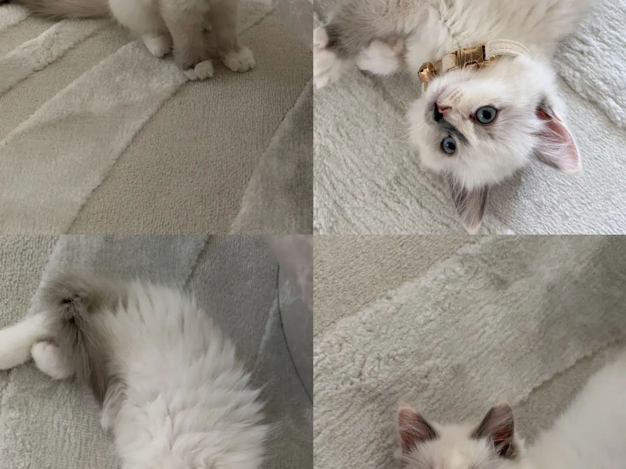 Billede 1 - 🐾 Kærligt hjem søges til en skøn killing 🐾