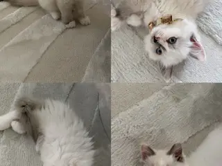 🐾 Kærligt hjem søges til en skøn killing 🐾