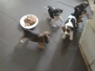 Dansksvenskgårdhund/ gravhund