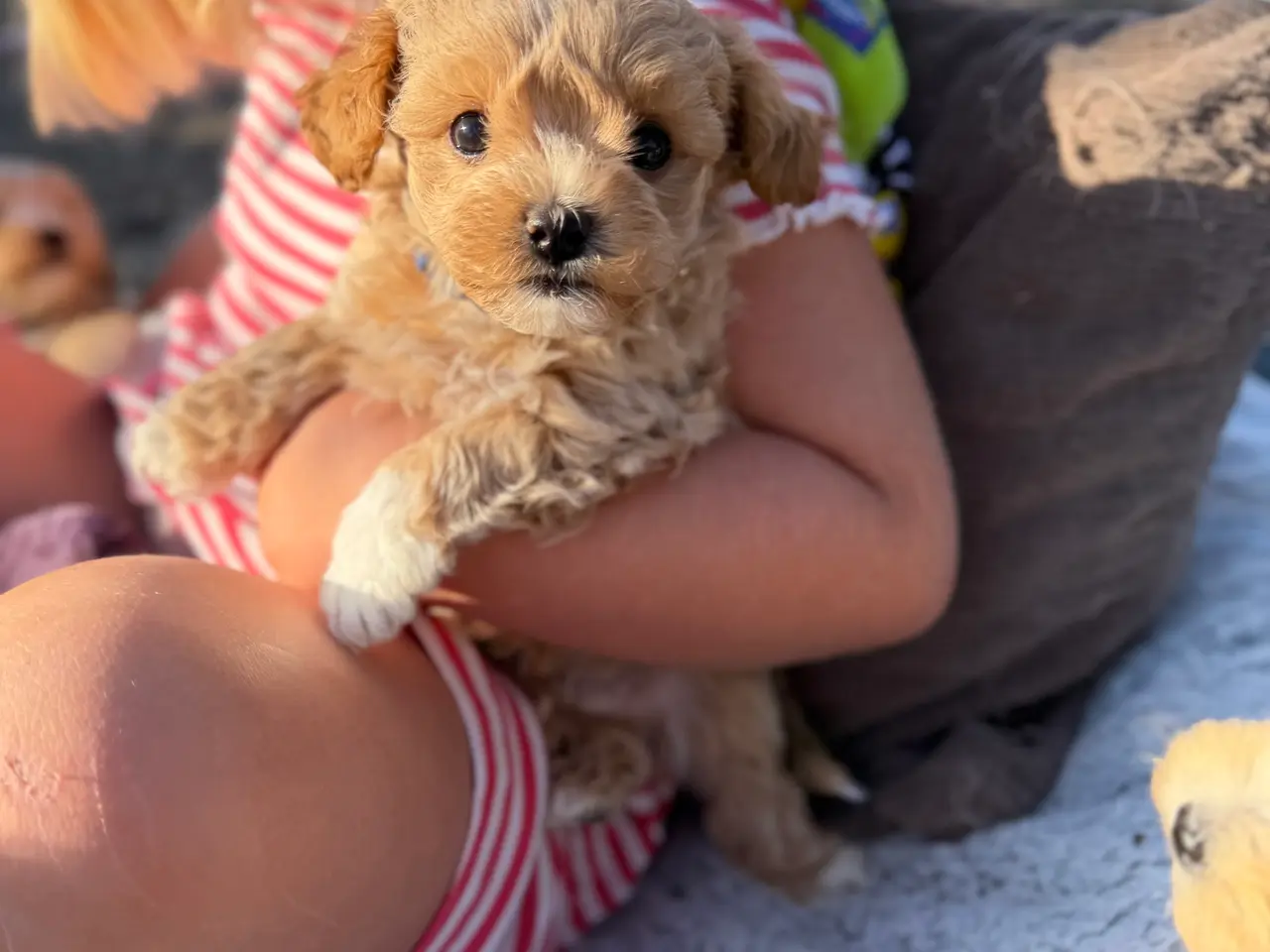 Billede 1 - Maltipoo dreng f1