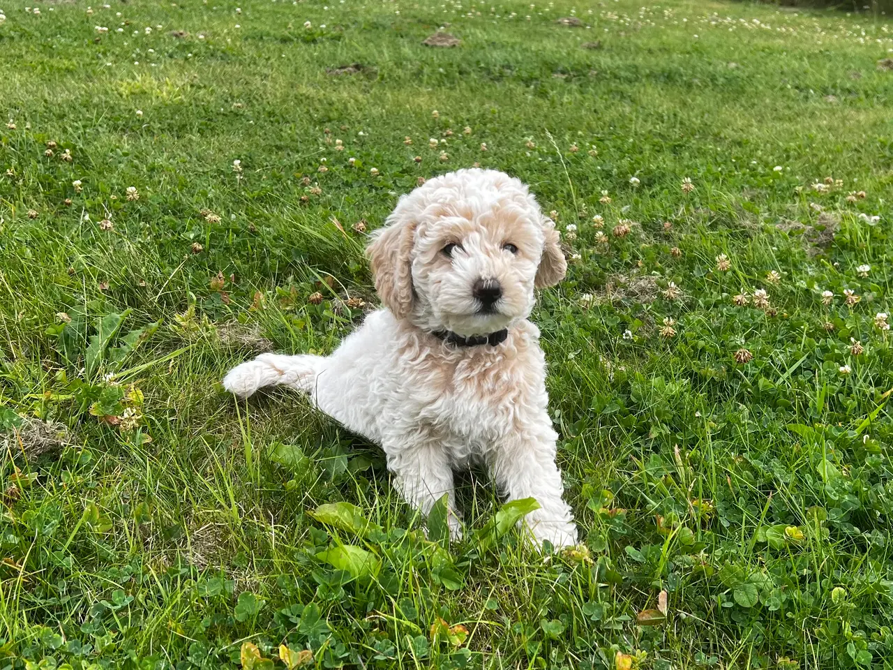 Billede 1 - Maltipoo hvalp han