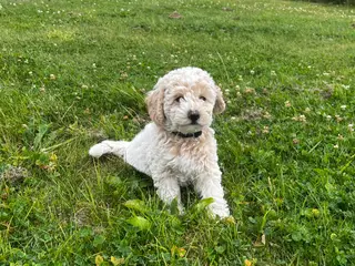 Maltipoo hvalp han