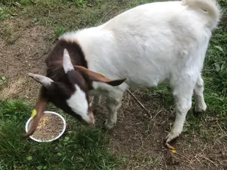 Boer bukke 