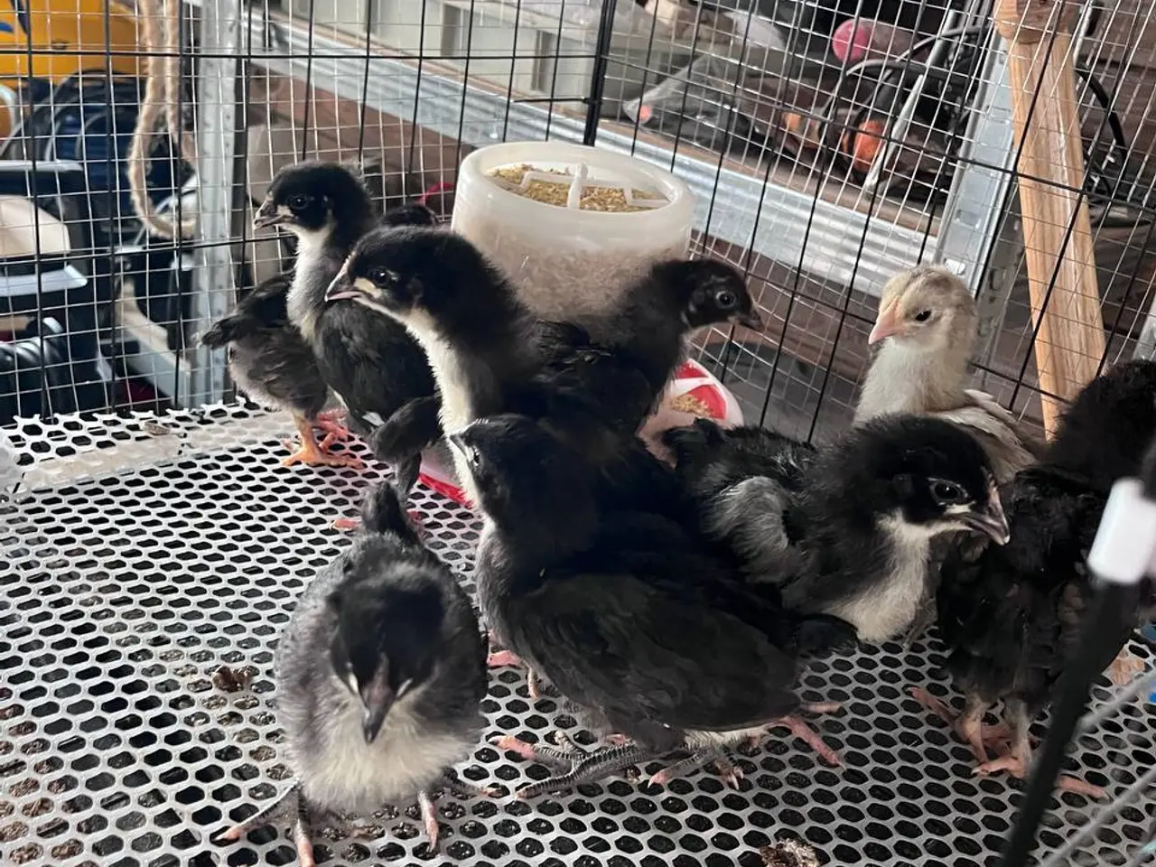 Billede 3 - Australorp kyllinger til salg, født den 20.08.2025