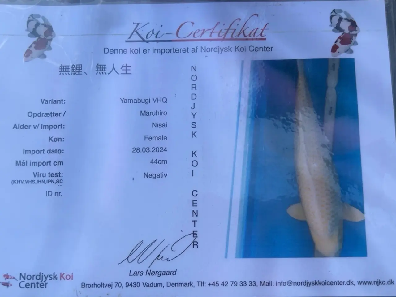 Billede 1 - Koi karper sælges