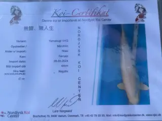 Koi karper sælges 