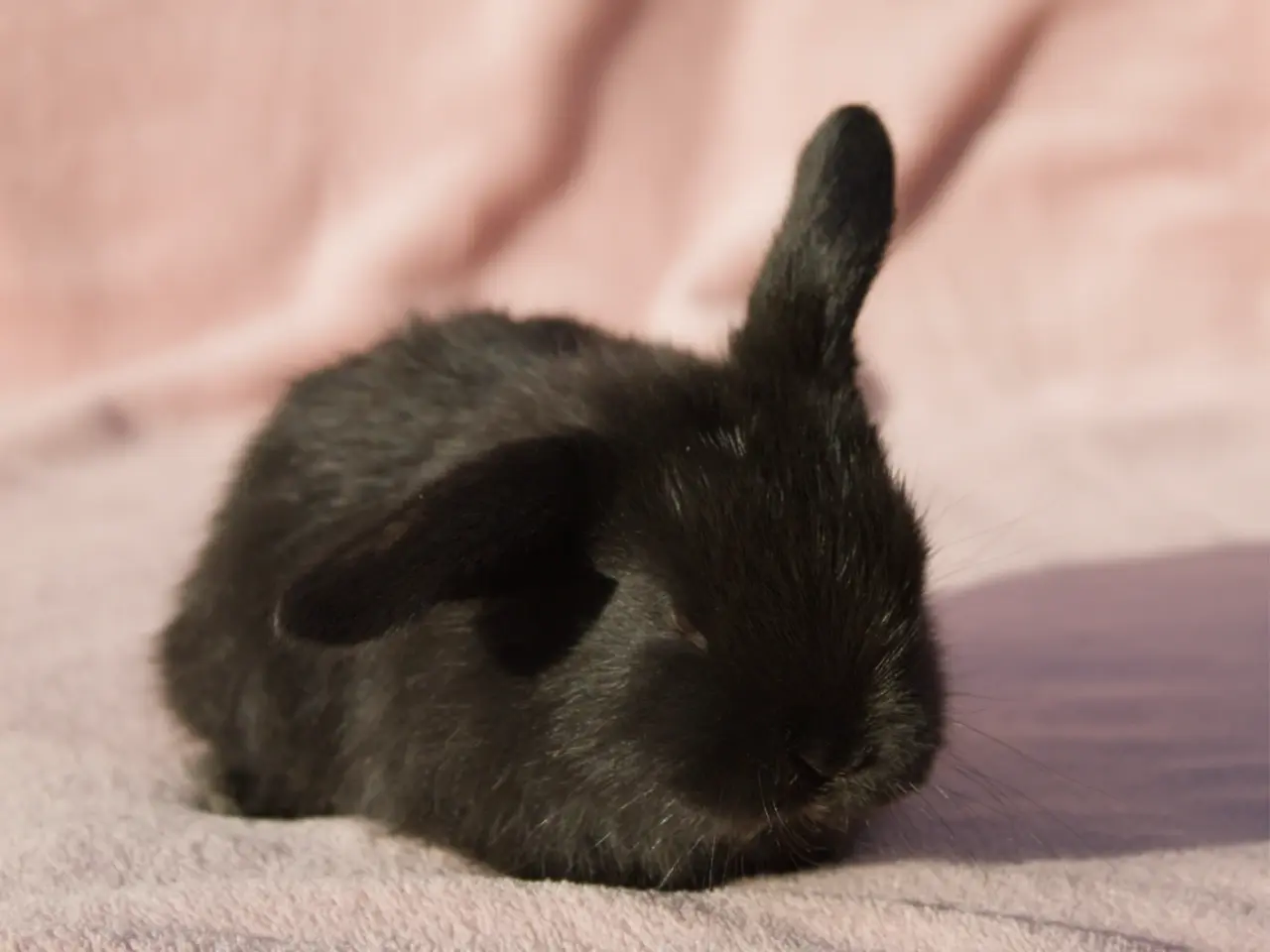 Billede 3 - 🐰 6 søde Mini Lop-kaninunger søger nye hjem 🐰