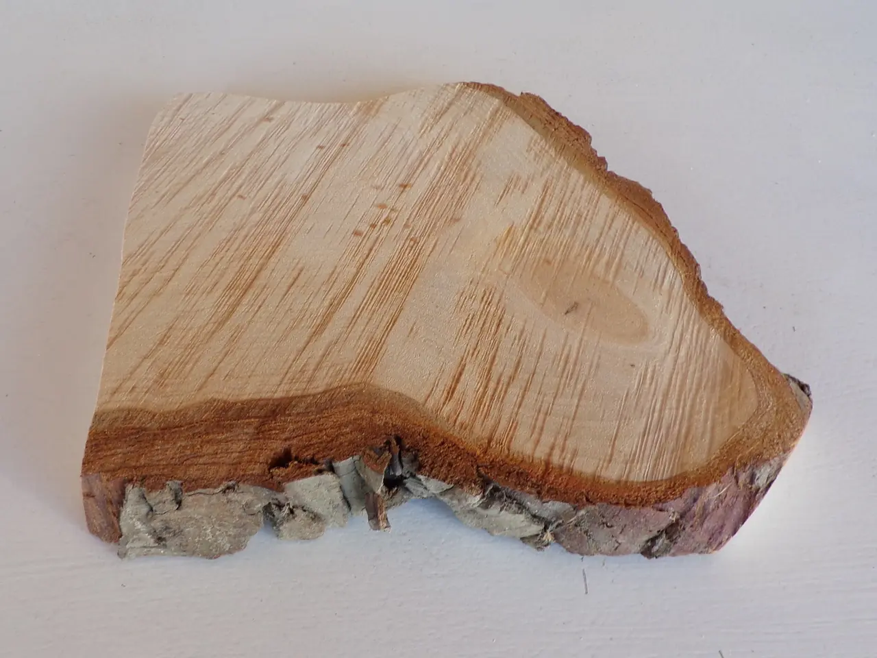 Billede 3 - NY Thuja træskive 20 cm til kreative projekter