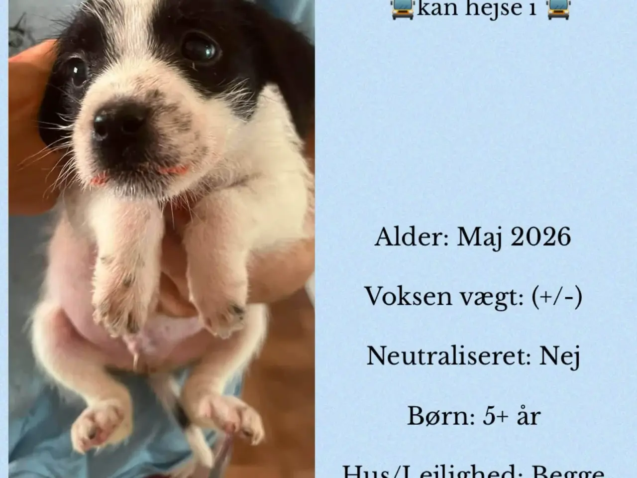 Billede 2 - Timian søger familie 