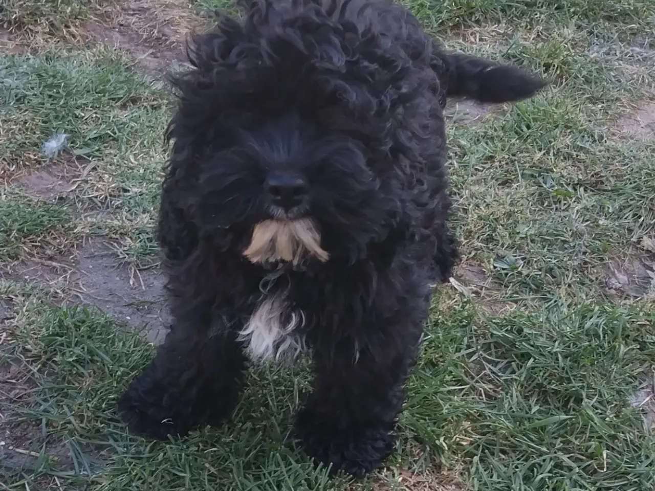Billede 5 - Sødeste Cockapoo pige