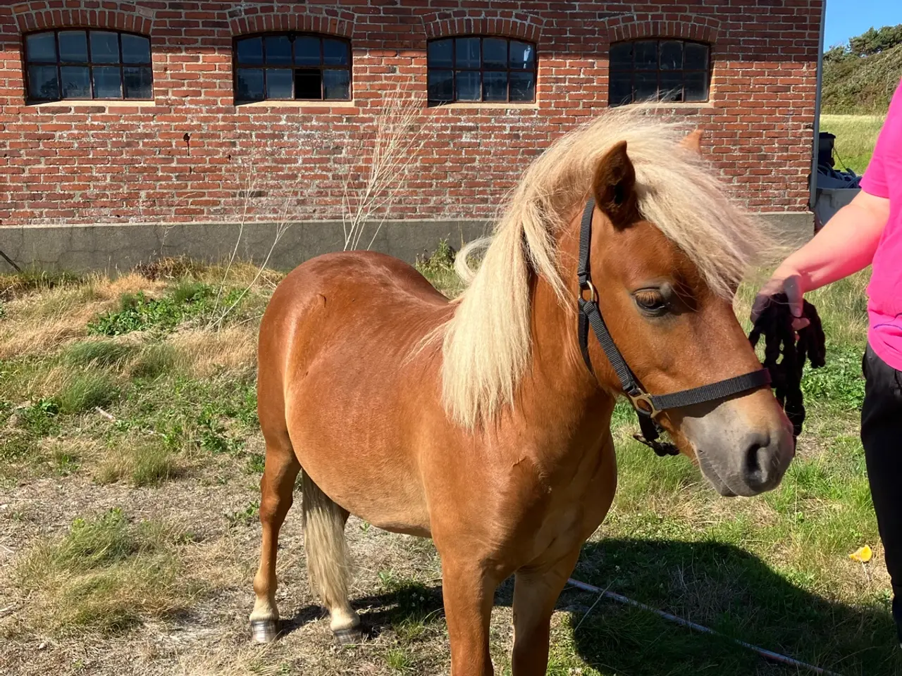 Billede 2 - Skøn 1 års vallak