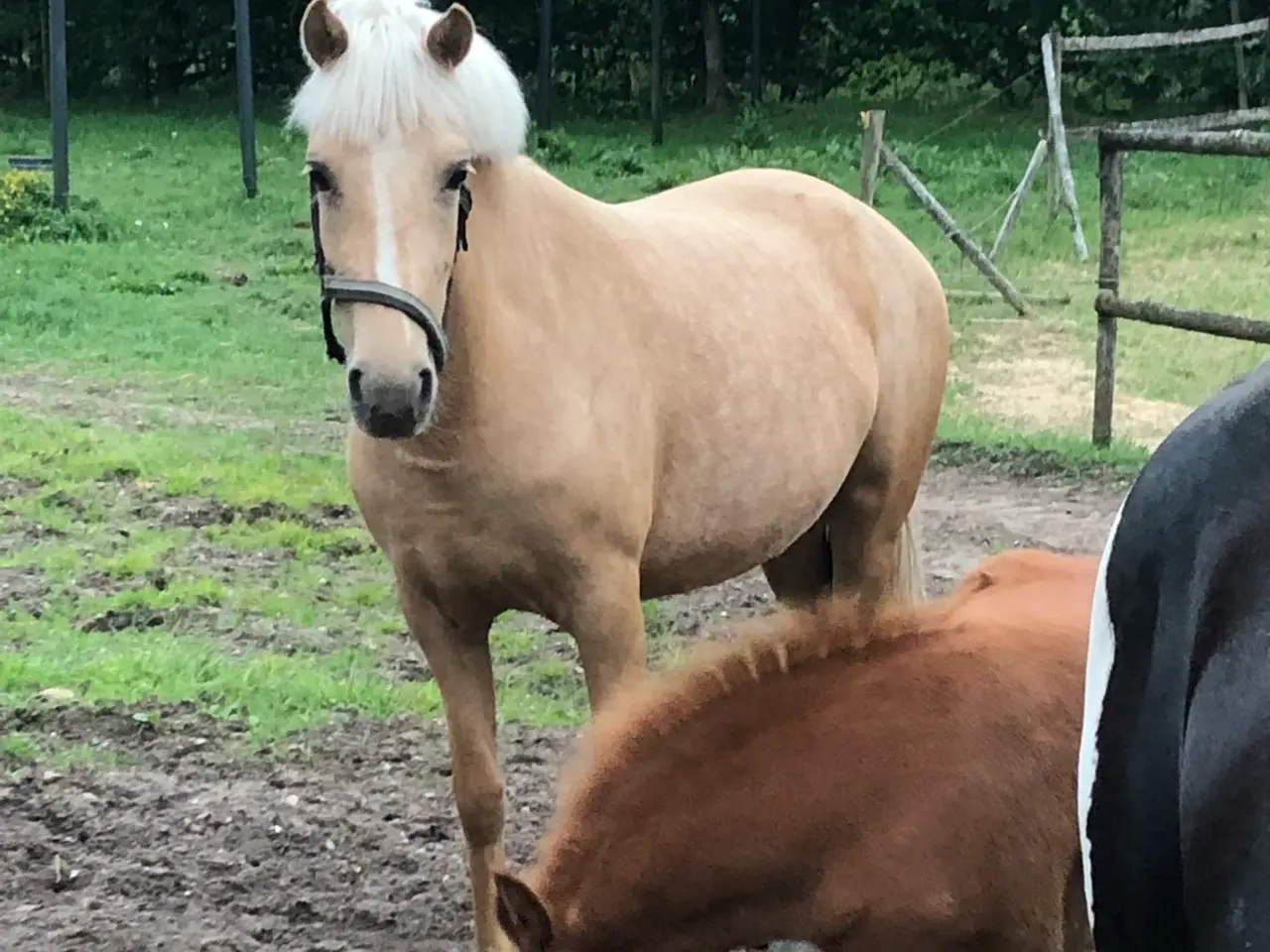 Billede 8 - Smuk palomino hoppe 5 år kat:2 pony