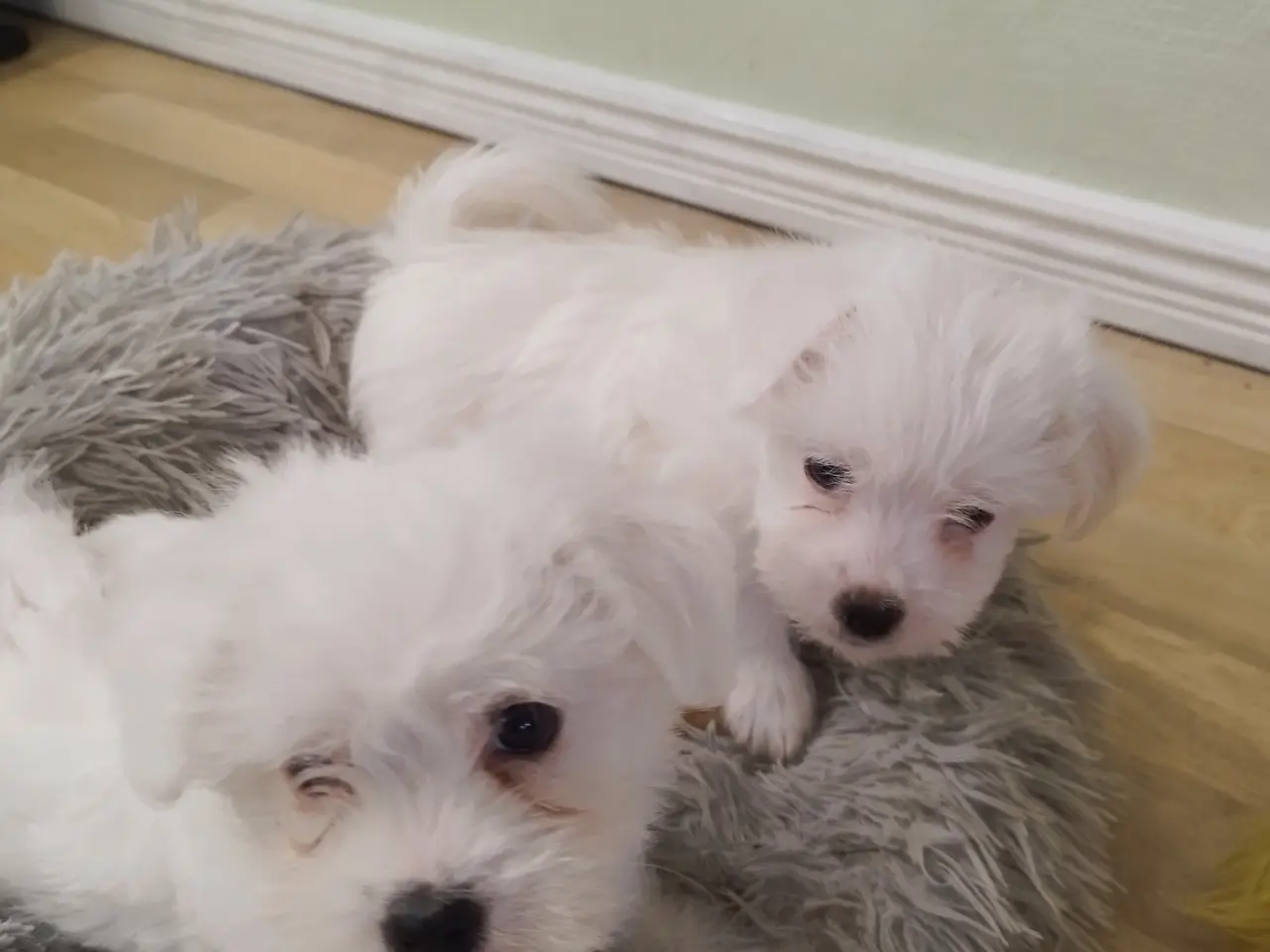 Billede 6 - Malteser/Coton de Tulear