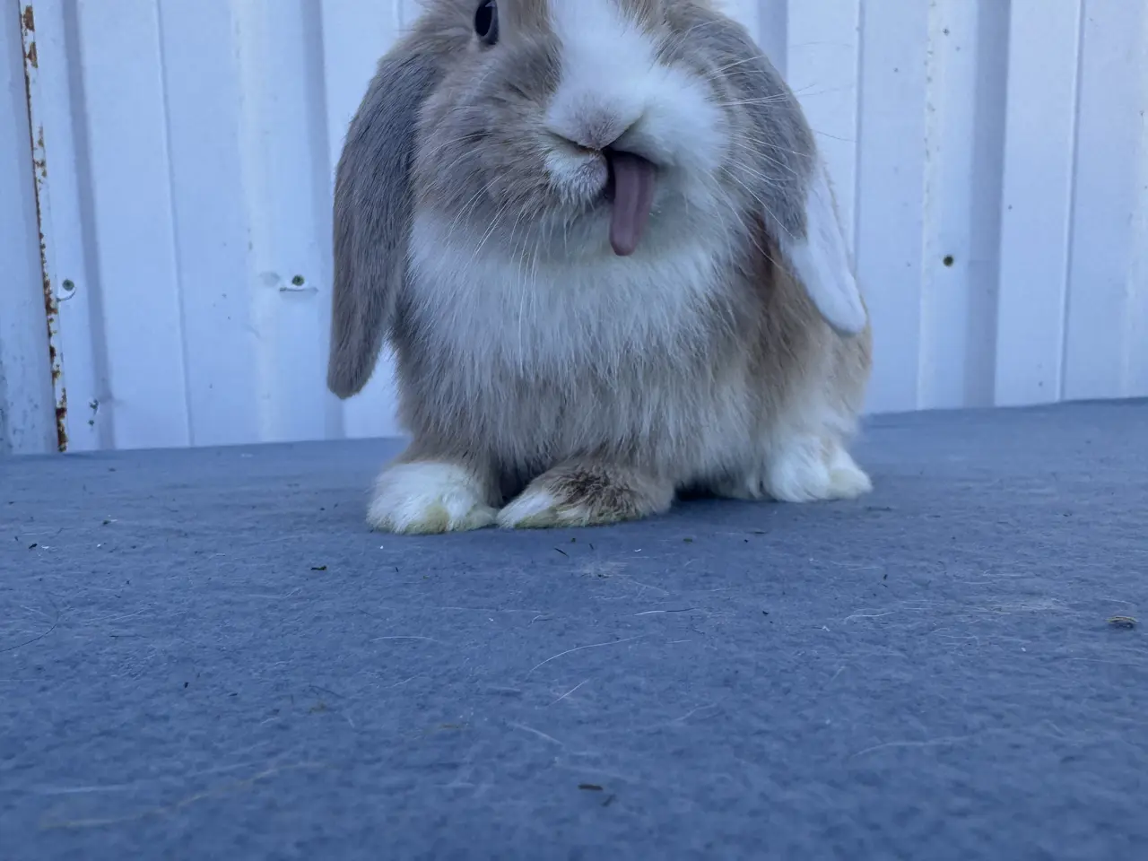 Billede 8 - Salgsklare Dværgvædder Hunkaniner 🐰