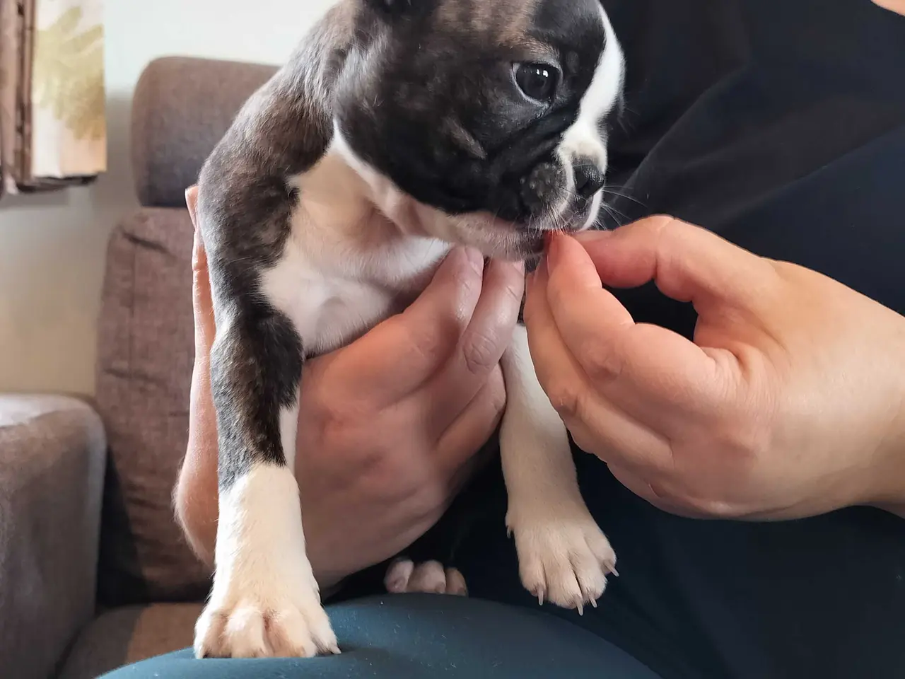 Billede 4 - Boston terrier Sally