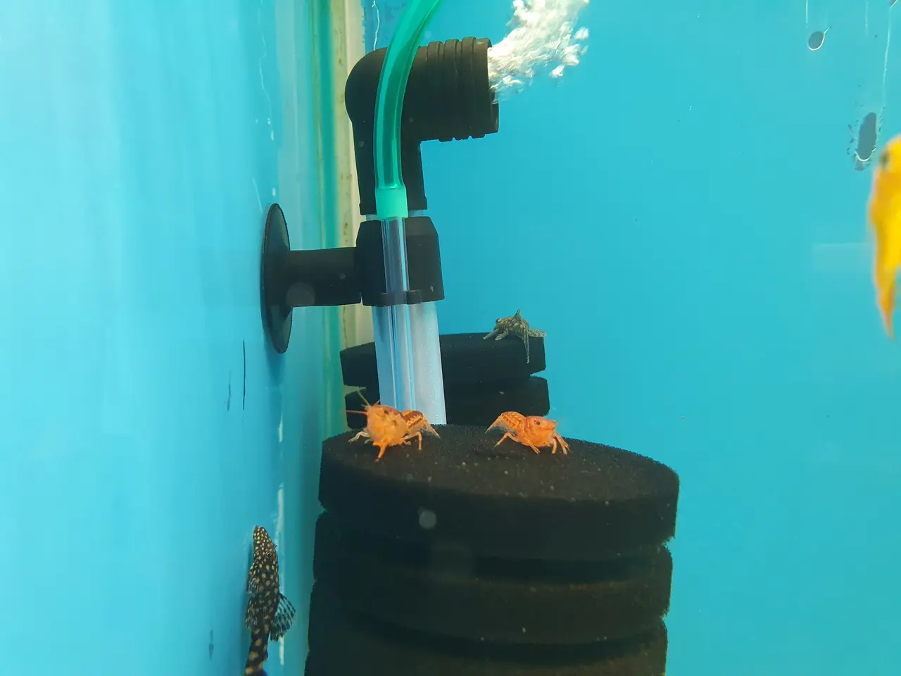 Billede 4 - 🦞🧡 ORANGE CPO KREBS TIL SALG 🧡🦞