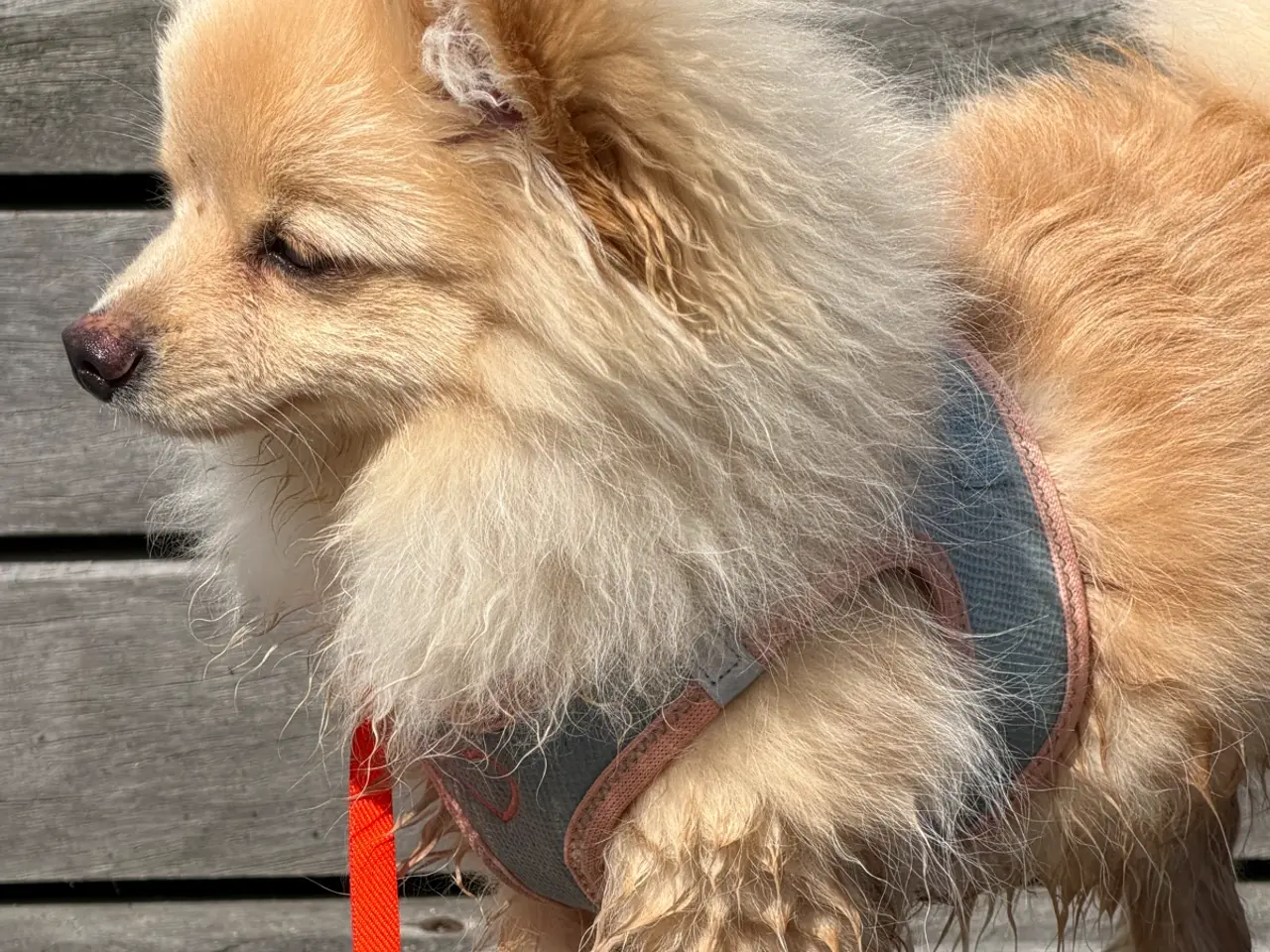Billede 2 - Hund 6 måneder gammel