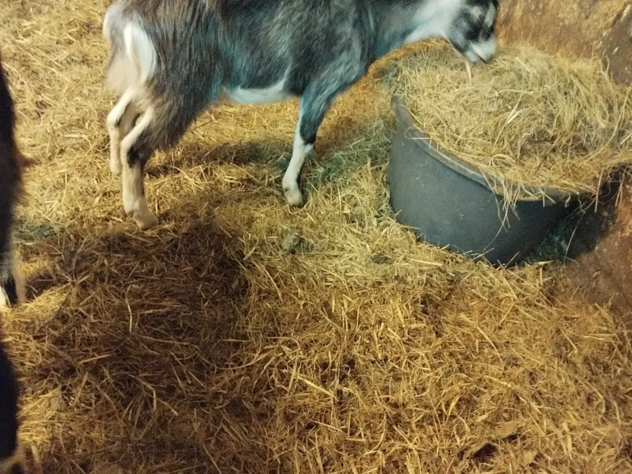 Billede 1 - Landrace kastrater søger nyt hjem