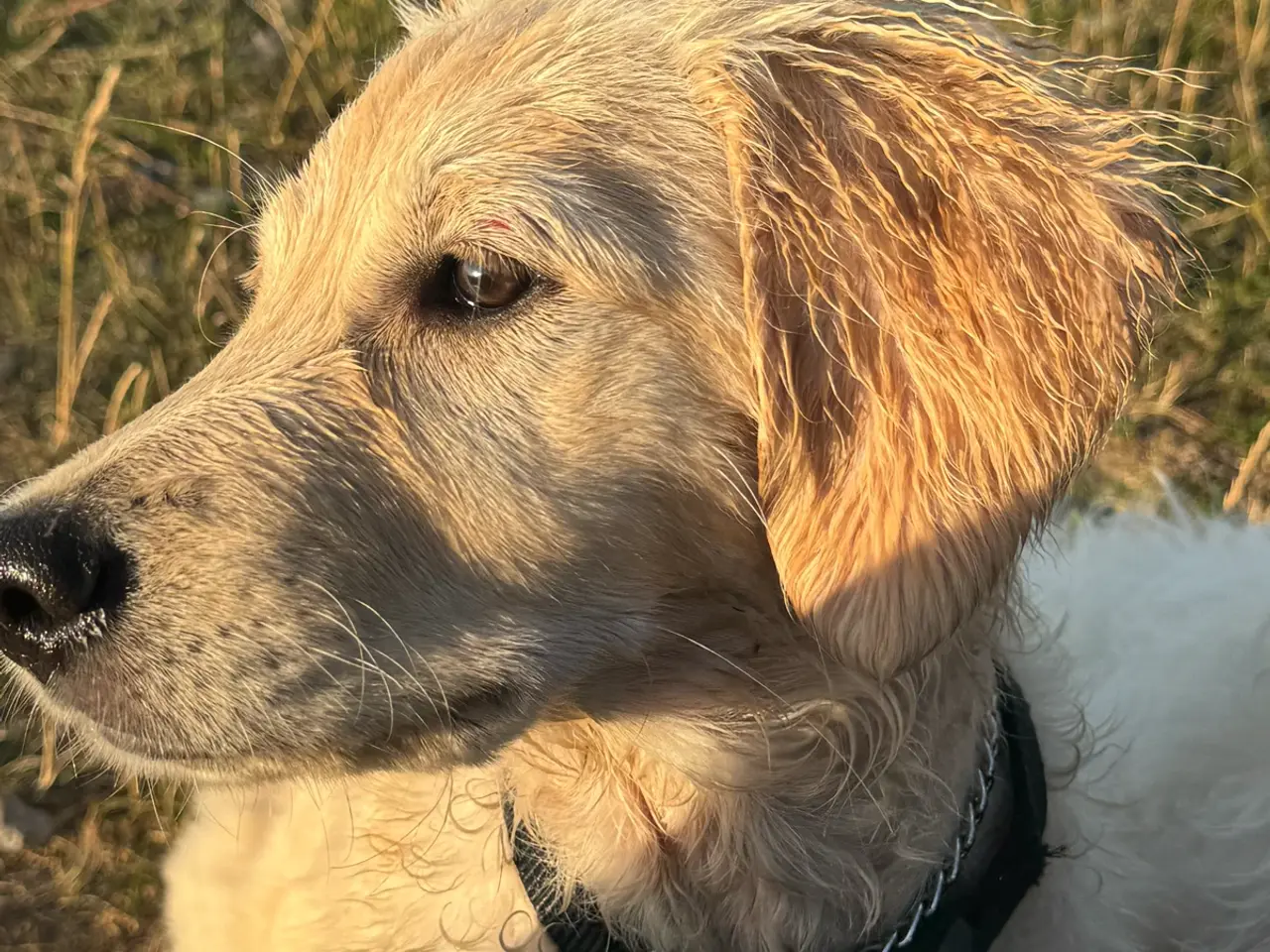 Billede 8 - Fantastisk kærlig Golden doodle