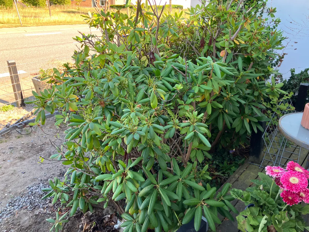 Billede 2 - Rhododendron