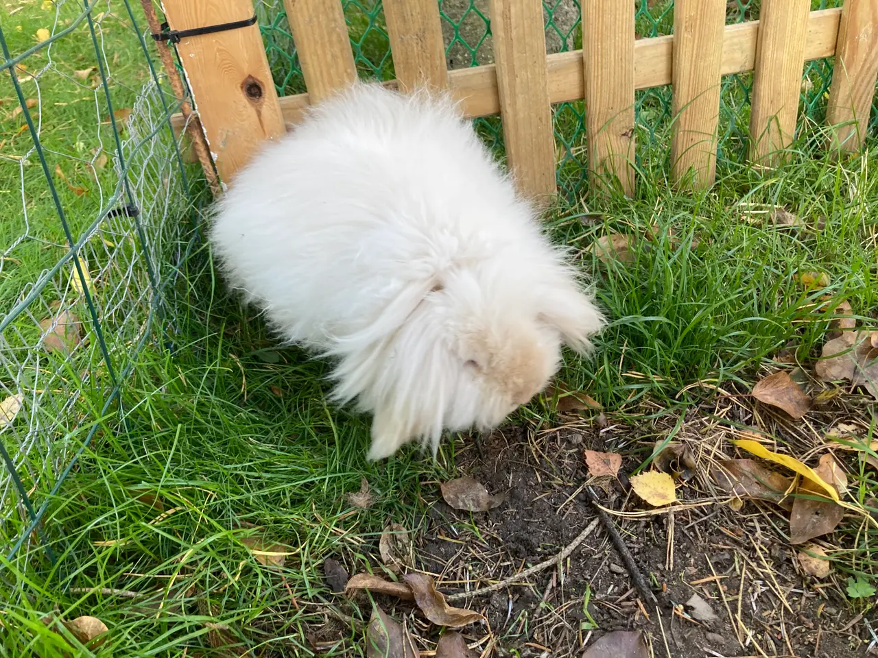 Billede 3 - Utrolig SMUK dobbeltmanket Mini Lion Lop🐇