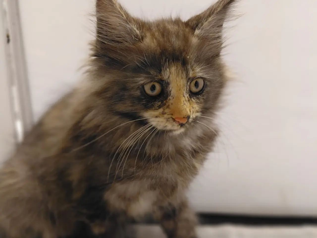 Billede 4 - Maine Coon mor Norsk Skovkat far