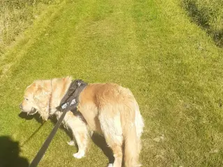 Golden Retriever købes