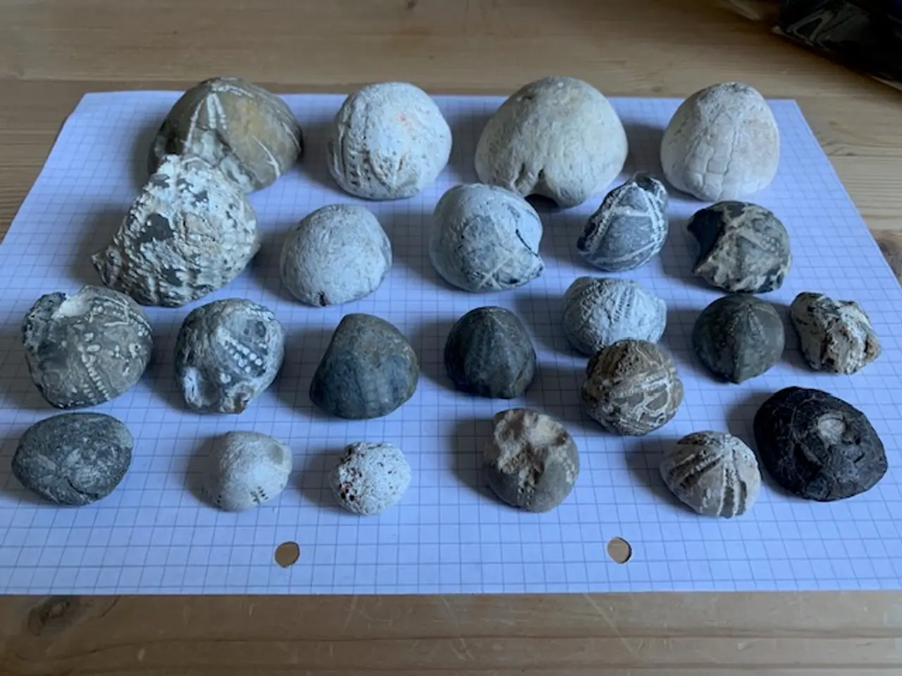 Billede 2 - Søpindsvin - fossiler - 23 stk.