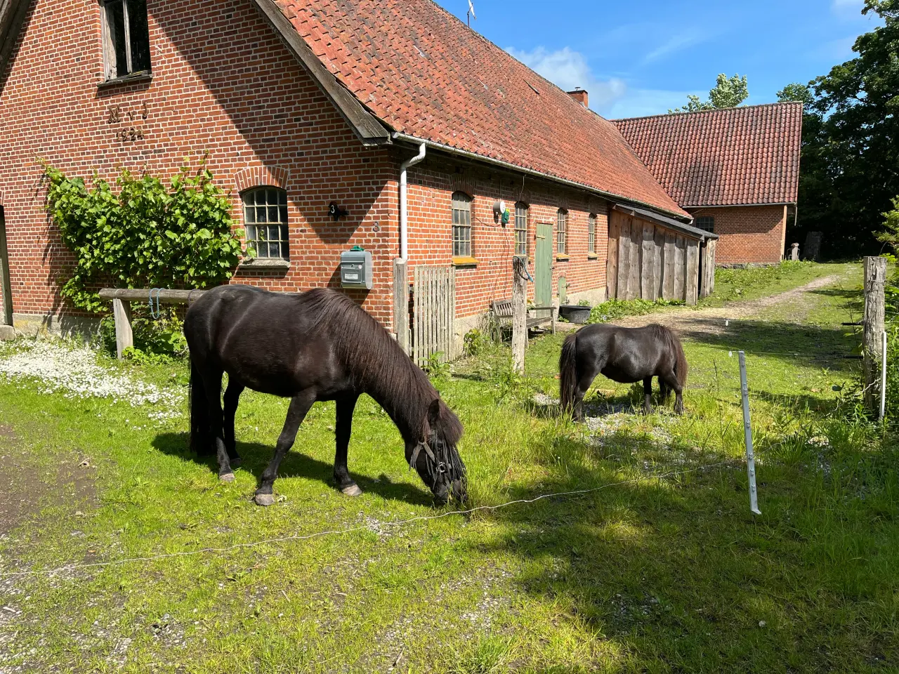 Billede 1 - Islænder og shetlænder