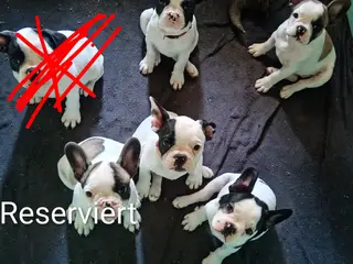 Französische Bulldoggen