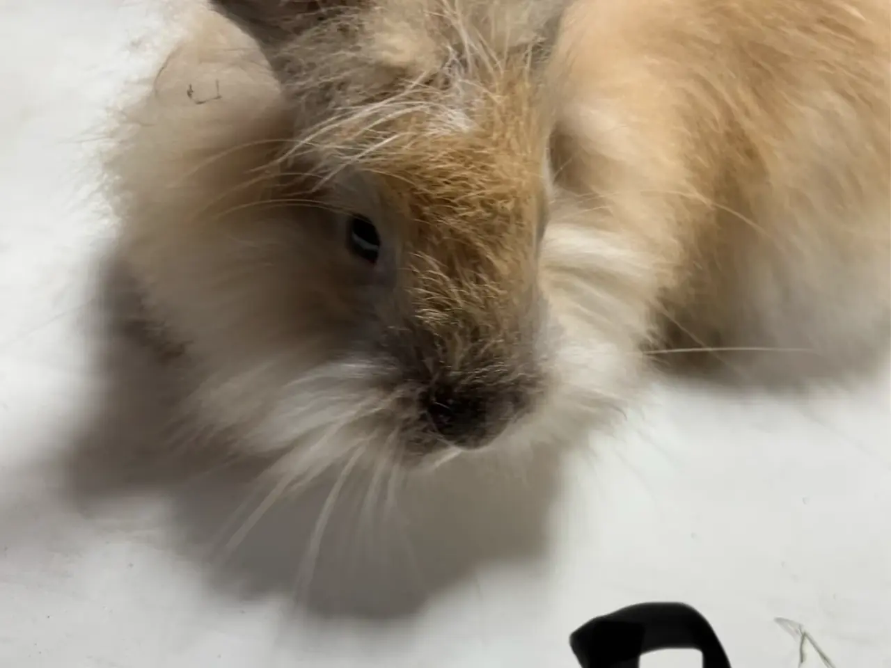 Billede 4 - Smukke Angora kanin unger