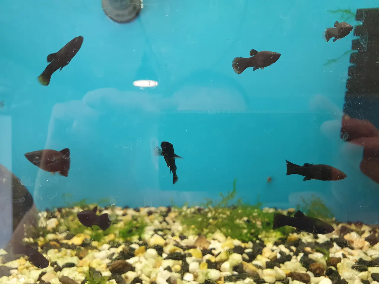 Billede 5 - 🖤🐟 BLACK MOLLY TIL SALG 🐟🖤