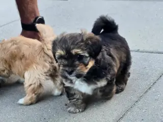 🐾❤️ 4 skønne hanhvalpe søger deres familie for li - 3