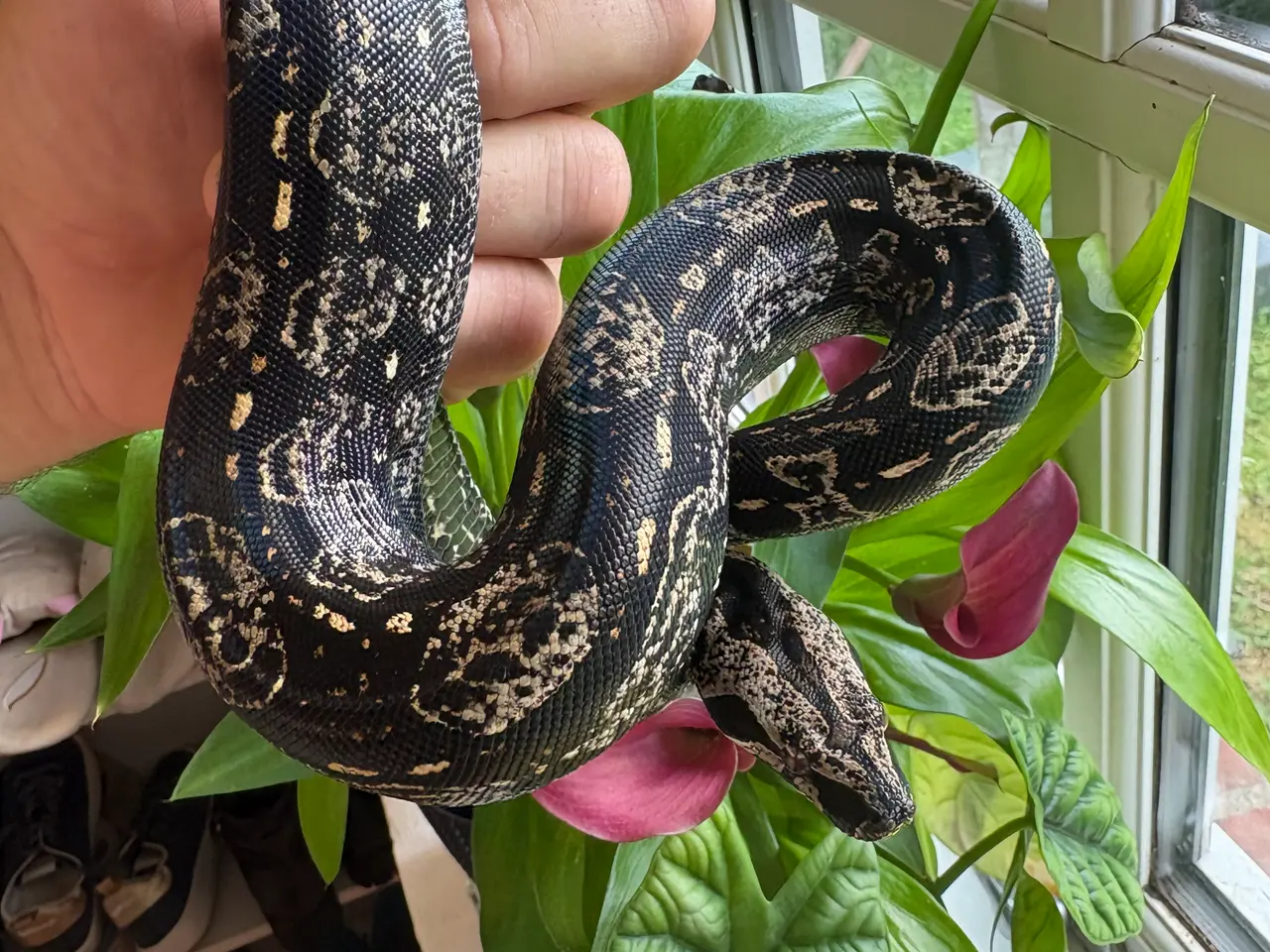 Billede 3 - Boa constrictor Keltic IMG poss Leopard Kahl A