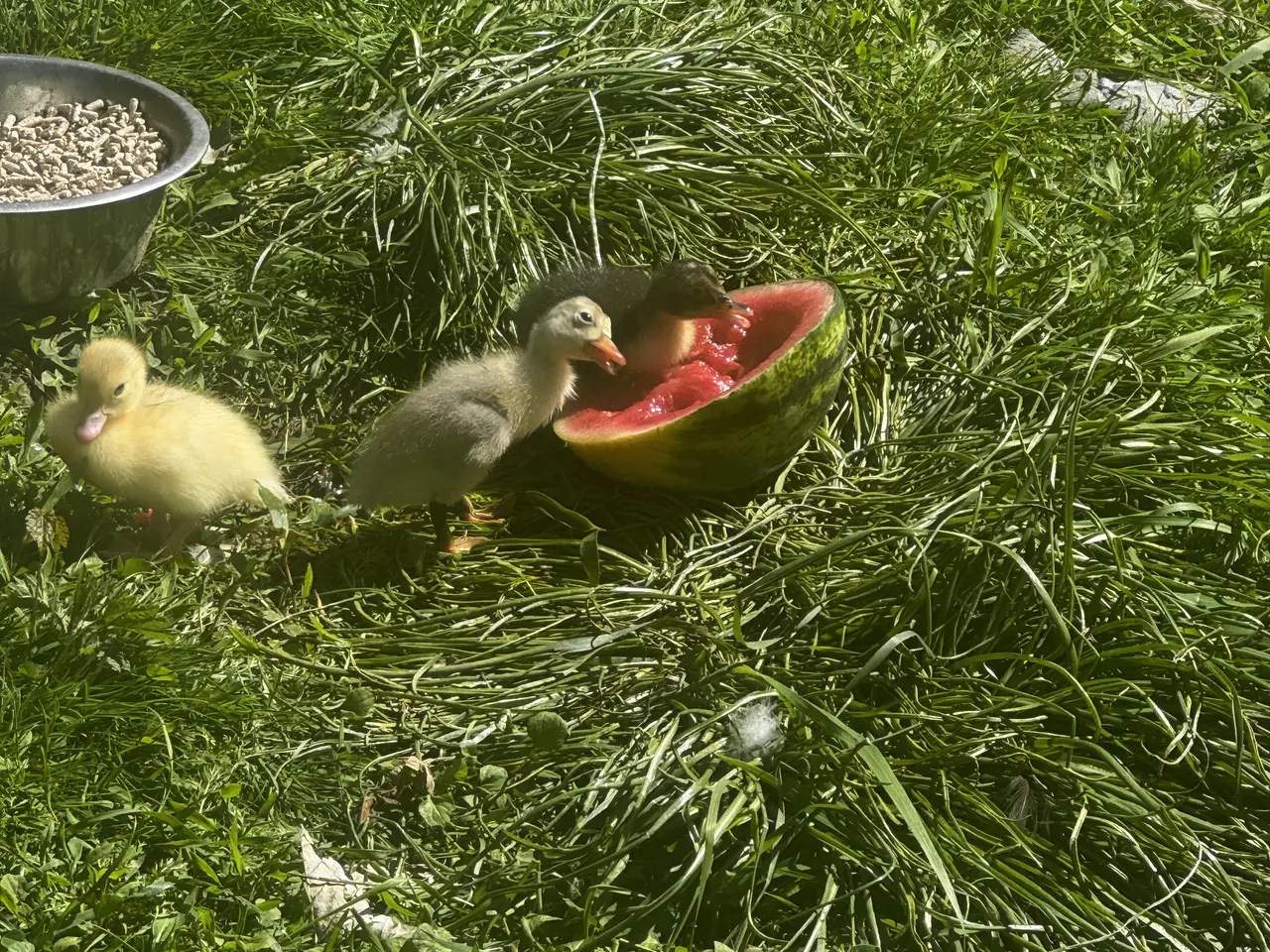 Billede 2 - Moskus ællinger 🐣 