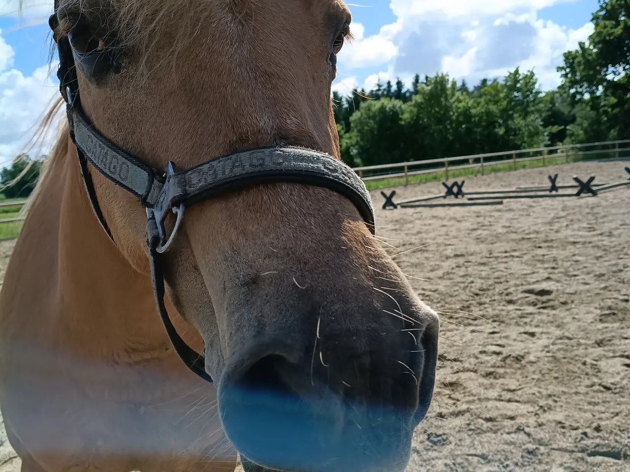 Billede 2 - Projekt hest haflinger fjordhest blanding 