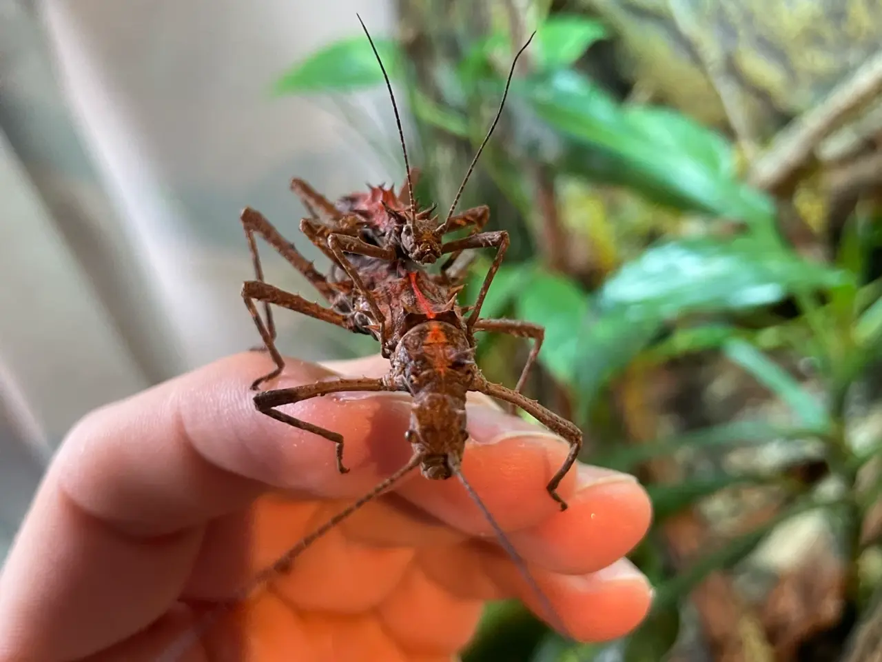 Billede 1 - Vandrende pinde Tisamenus sp. Palaui