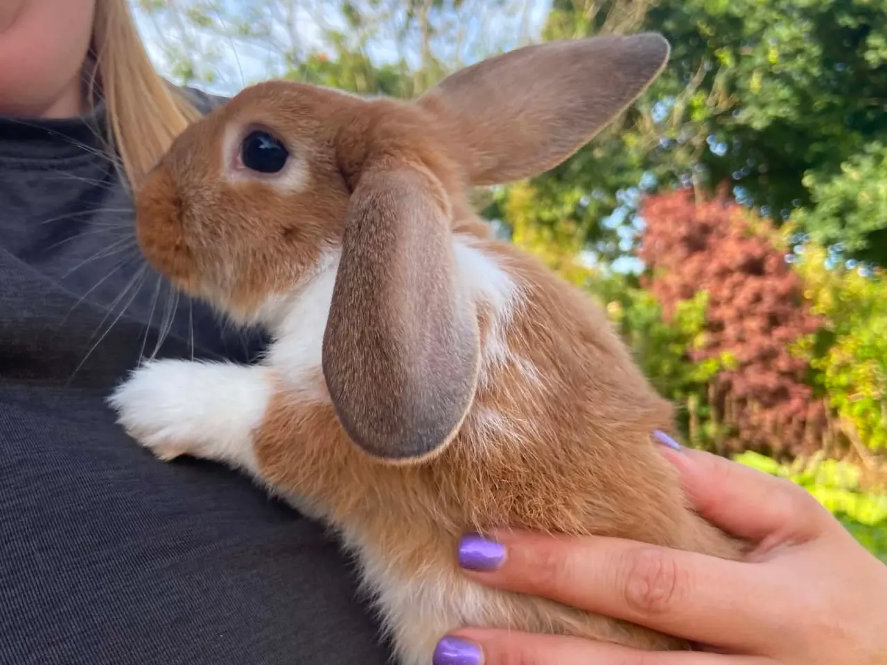 Billede 7 - Smuk lille pige kanin🥕