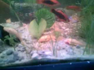SUGMALLER AKVARIEFISK.