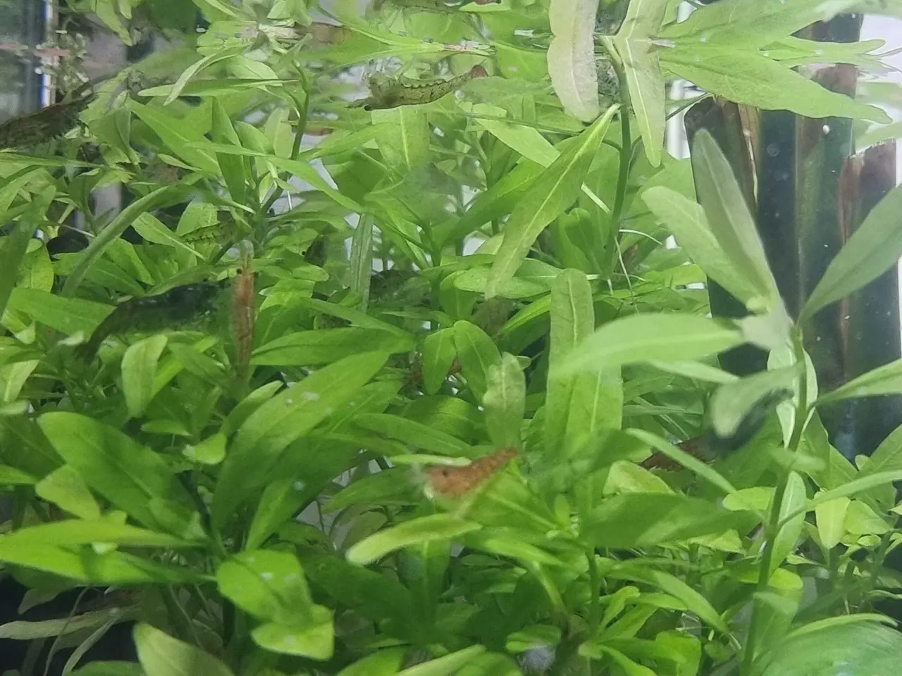 Billede 2 - Akvarie rejer sælges