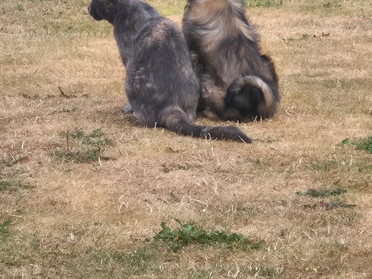 Billede 3 - Pekingeser blandings hvalp