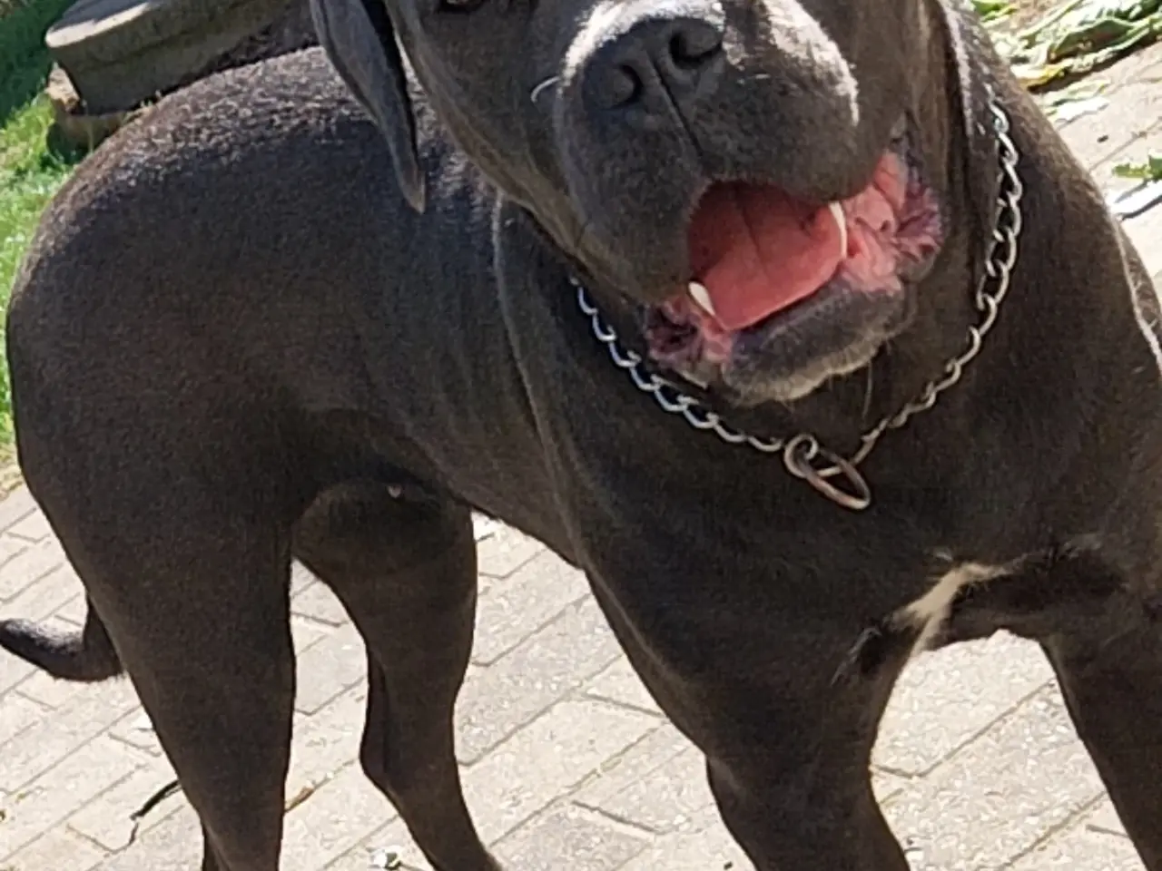 Billede 1 - Cane Corso tæve 1,5 år